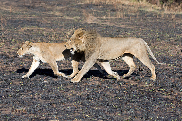 A pair of lions in the Serengeti in Tanzania A pair of lions in the Serengeti in Tanzania, by Zoonar Andreas Edelm