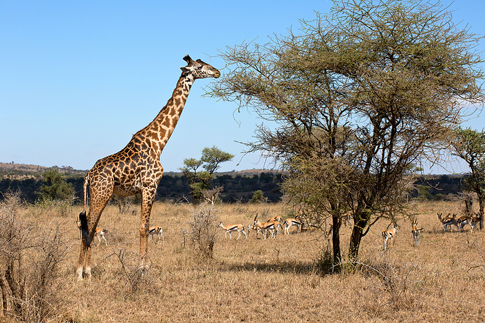 Bull giraffe in the Serengeti in Tanzania Bull giraffe in the Serengeti in Tanzania, by Zoonar Andreas Edelm