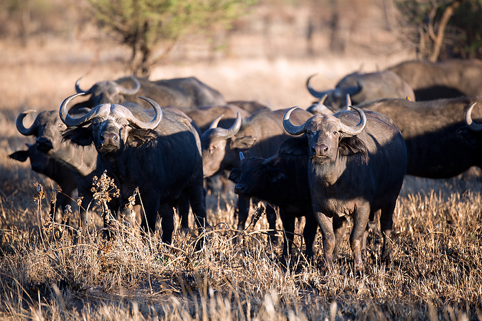 herd of buffalo herd of buffalo, by Zoonar Andreas Edelm
