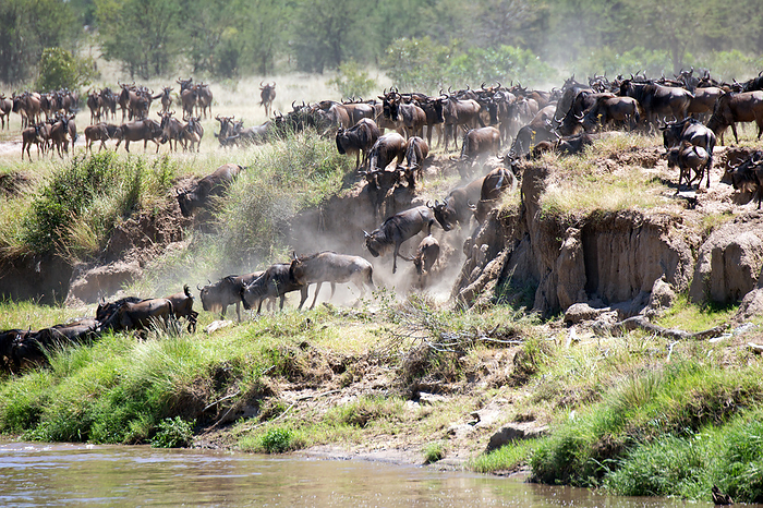 A herd of wildebeests crossing the Mara River A herd of wildebeests crossing the Mara River, by Zoonar Andreas Edelm