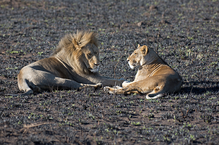 A pair of lions in the Serengeti in Tanzania A pair of lions in the Serengeti in Tanzania, by Zoonar Andreas Edelm
