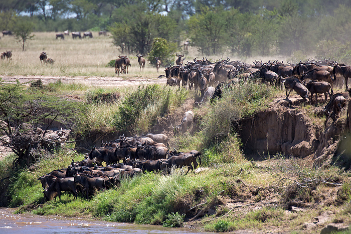 A herd of wildebeest on the Mara River in Tanzania A herd of wildebeest on the Mara River in Tanzania, by Zoonar Andreas Edelm
