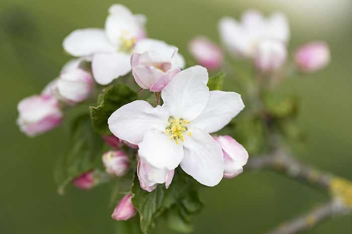Apple blossoms, close up with shallow depth of field Apple blossoms, close up with shallow depth of field, by Zoonar Harald Biebel