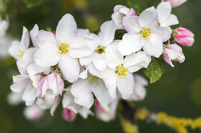 Apple blossoms, close up with shallow depth of field Apple blossoms, close up with shallow depth of field, by Zoonar Harald Biebel