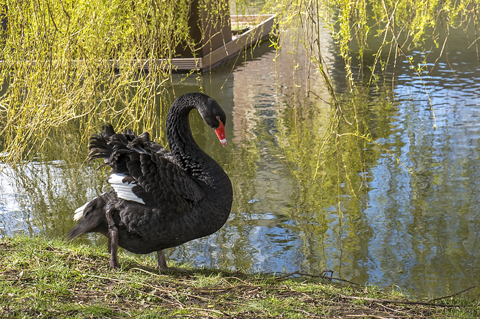 Mourning swan or black swan  Cygnus atratus  Mourning swan or black swan  Cygnus atratus , by Zoonar AnnaReinert