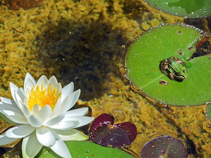 A frog is sitting on a lily pad next to the blossom of a water lily A frog is sitting on a lily pad next to the blossom of a water lily, by Zoonar Katrin May