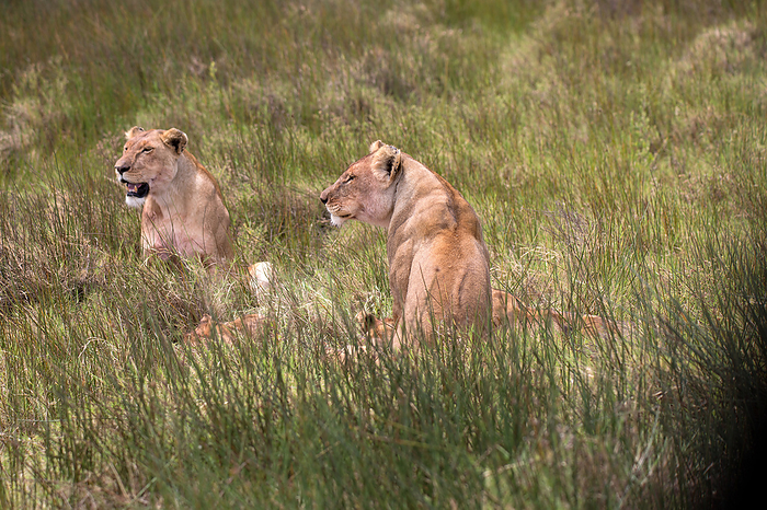 Lions in the Serengeti in Tanzania Lions in the Serengeti in Tanzania, by Zoonar Andreas Edelm