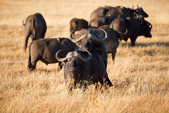 Buffalo mating Buffalo mating, by Zoonar Andreas Edelm