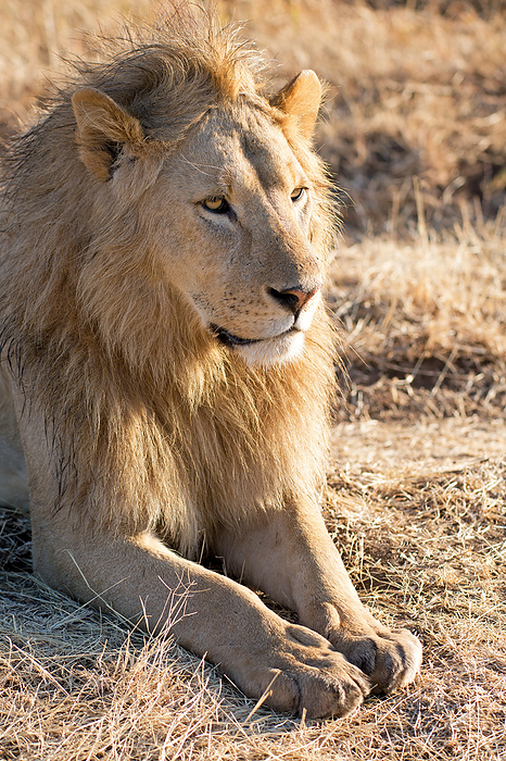 Lion Portrait Lion Portrait, by Zoonar Andreas Edelm