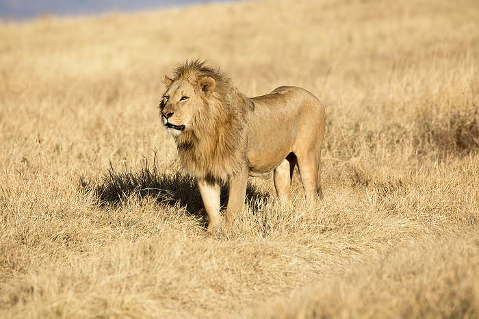 Male Lion in the Ngorongoro Crater in Tanzania Male Lion in the Ngorongoro Crater in Tanzania, by Zoonar Andreas Edelm