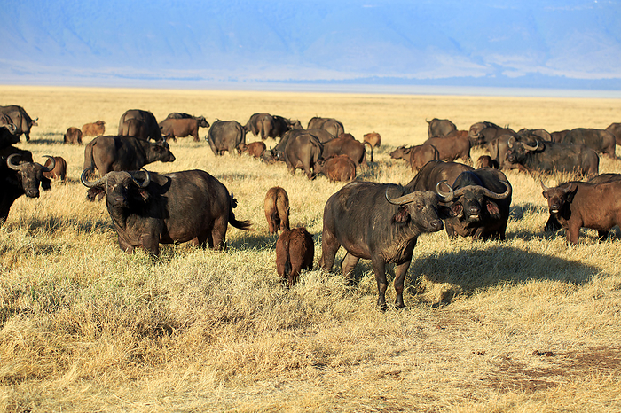 a group of Buffaloes  in the Ngorongoro crater in Tanzania a group of Buffaloes  in the Ngorongoro crater in Tanzania, by Zoonar Andreas Edelm