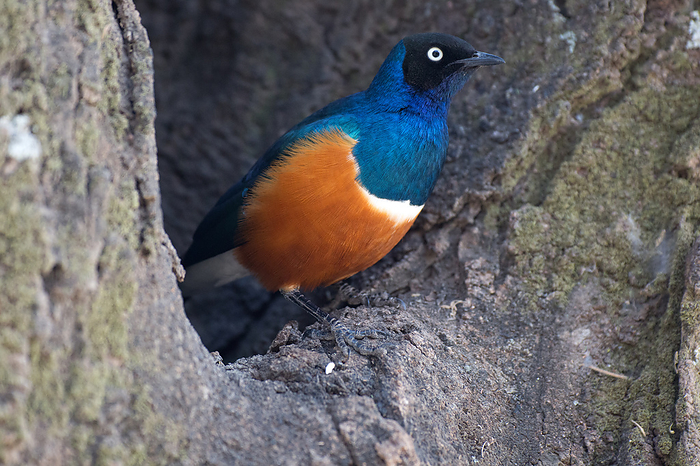 Superb Starling Superb Starling, by Zoonar Andreas Edelm