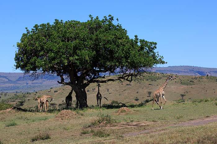 Flock of giraffes Flock of giraffes, by Zoonar Andreas Edelm