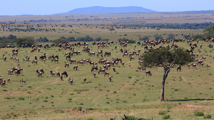 A herd of wildebeest migrating through the Serengeti in Tanzania A herd of wildebeest migrating through the Serengeti in Tanzania, by Zoonar Andreas Edelm