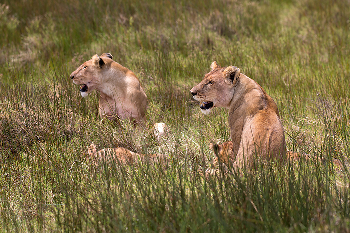 Lions in the grass of the Serengeti in Tanzania Lions in the grass of the Serengeti in Tanzania, by Zoonar Andreas Edelm