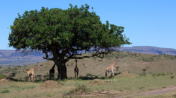 herd of giraffes under a tree in tanzania herd of giraffes under a tree in tanzania, by Zoonar Andreas Edelm