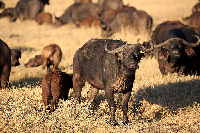 herd of buffalo herd of buffalo, by Zoonar Andreas Edelm