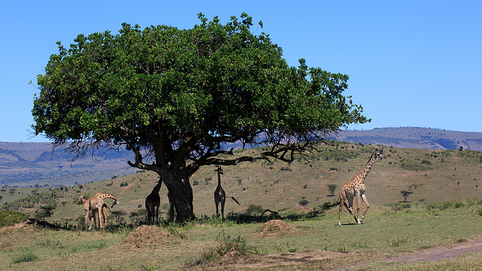 Flock of giraffes Flock of giraffes, by Zoonar Andreas Edelm
