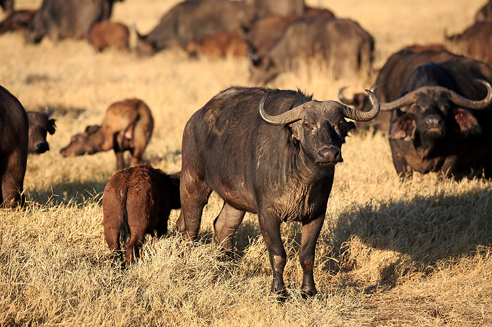 a group of Buffaloes  in the Ngorongoro crater in Tanzania a group of Buffaloes  in the Ngorongoro crater in Tanzania, by Zoonar Andreas Edelm