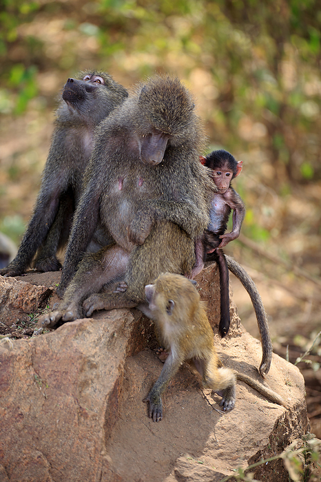 Baboons in Lake Manyara National Park in Tanzania Baboons in Lake Manyara National Park in Tanzania, by Zoonar Andreas Edelm