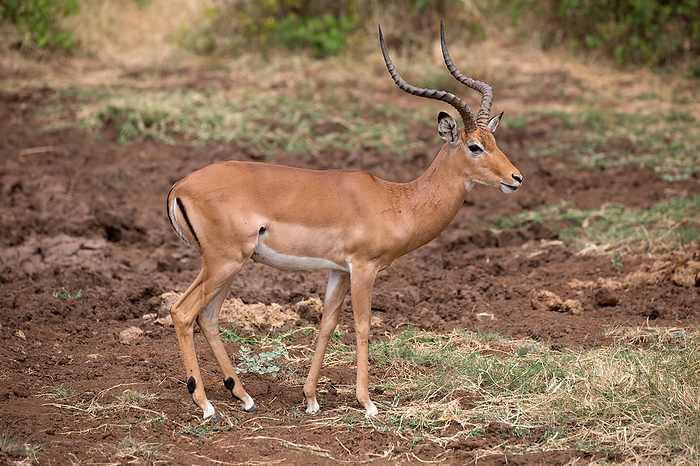 Impala in Lake Manyara National Park in Tanzania Impala in Lake Manyara National Park in Tanzania, by Zoonar Andreas Edelm