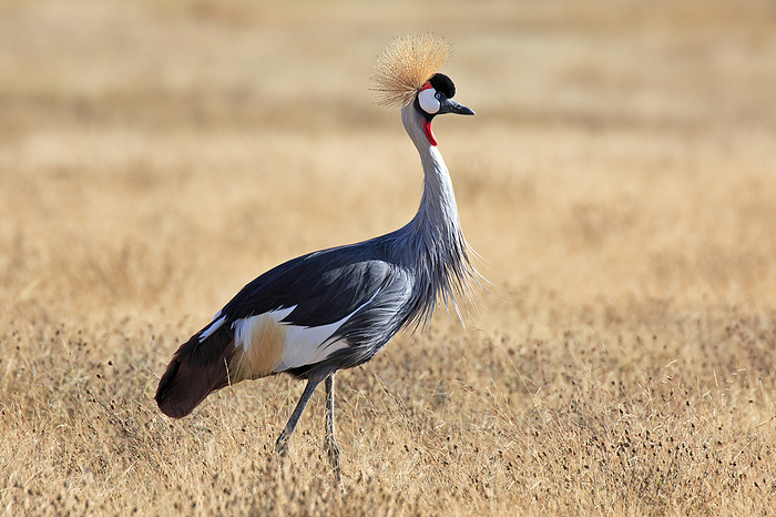 Grey crowned crane Grey crowned crane, by Zoonar Andreas Edelm