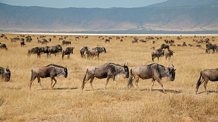 Wildebeest in the Mgorongoro Crater in Tanzania Wildebeest in the Mgorongoro Crater in Tanzania, by Zoonar Andreas Edelm