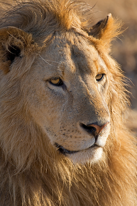 Lion Portrait Lion Portrait, by Zoonar Andreas Edelm