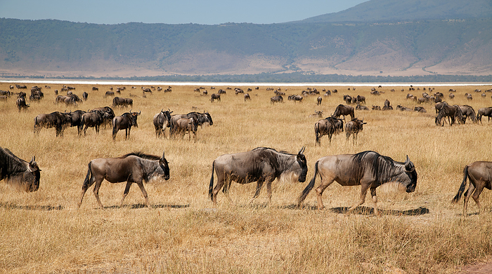 Wildebeest in the Mgorongoro Crater in Tanzania Wildebeest in the Mgorongoro Crater in Tanzania, by Zoonar Andreas Edelm
