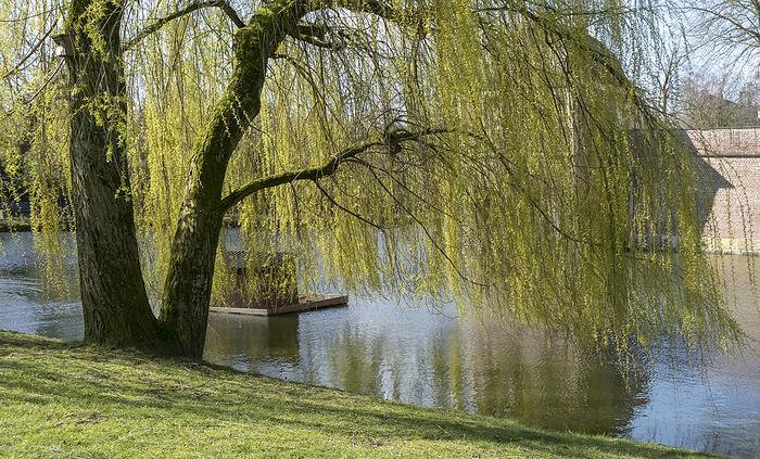Weeping willow  Salix babylonica  in spring Weeping willow  Salix babylonica  in spring, by Zoonar AnnaReinert