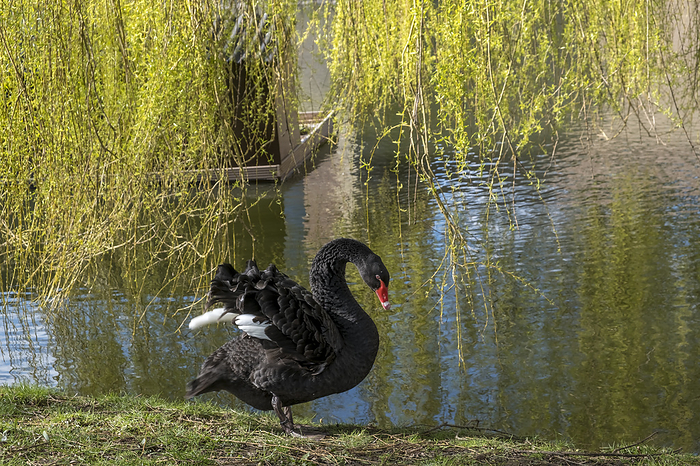 Mourning swan or black swan  Cygnus atratus  Mourning swan or black swan  Cygnus atratus , by Zoonar AnnaReinert