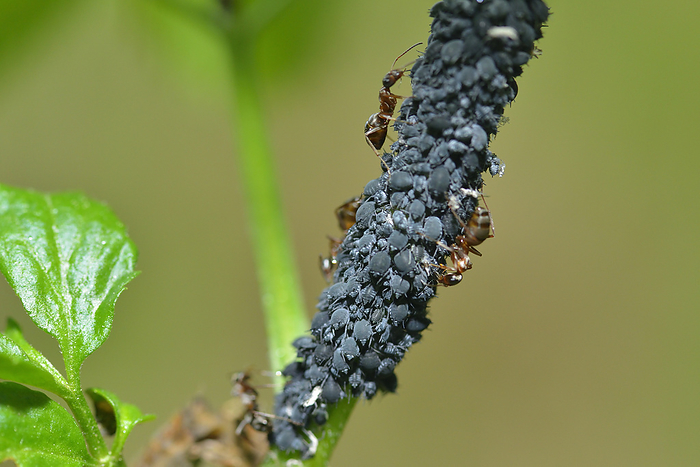 Aphids on a plant in the garden with ants Aphids on a plant in the garden with ants, by Zoonar Karin J hne