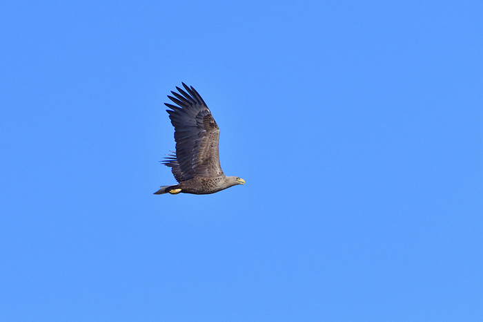 White tailed eagle in flight White tailed eagle in flight, by Zoonar Karin J hne