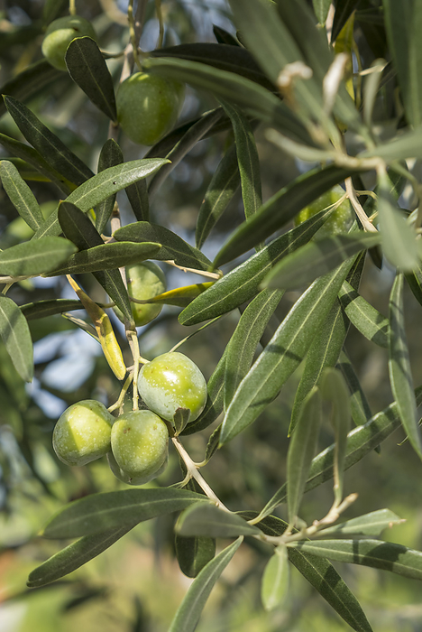 Old olive tree  Olea europaea  with fruits Old olive tree  Olea europaea  with fruits, by Zoonar AnnaReinert