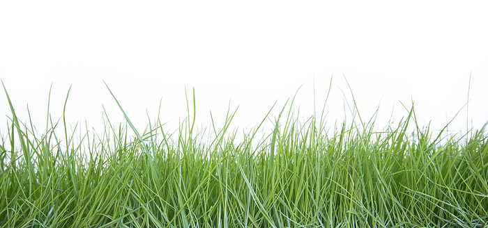 Fresh grass on white background Fresh grass on white background, by Zoonar Harald Biebel