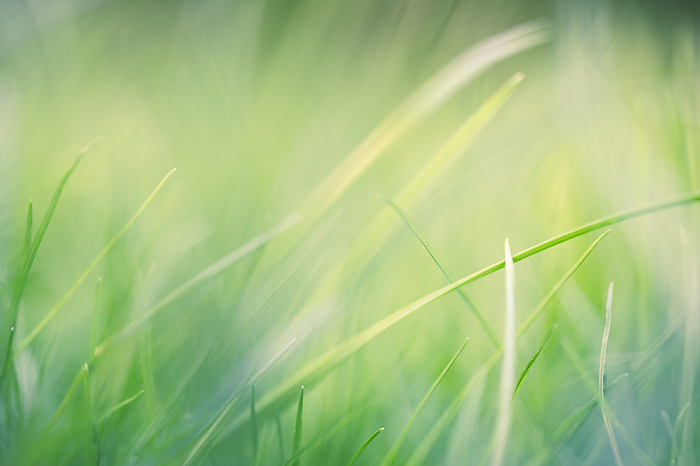 Fresh grass with very shallow DOF as background Fresh grass with very shallow DOF as background, by Zoonar Harald Biebel