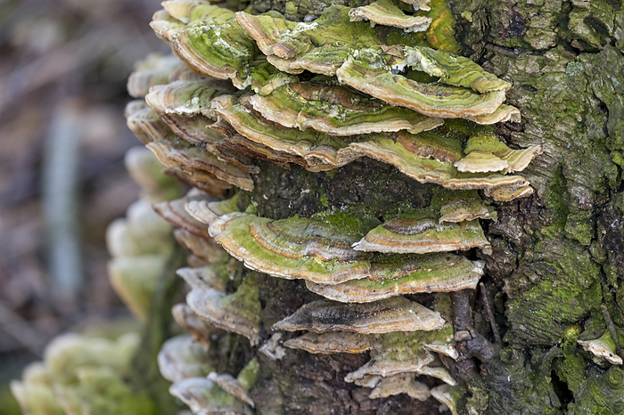 tree fungi tree fungi, by Zoonar AnnaReinert
