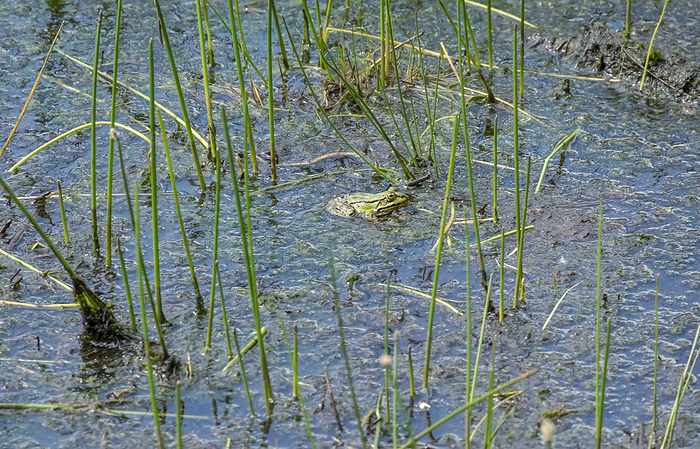 pond frog pond frog, by Zoonar AnnaReinert
