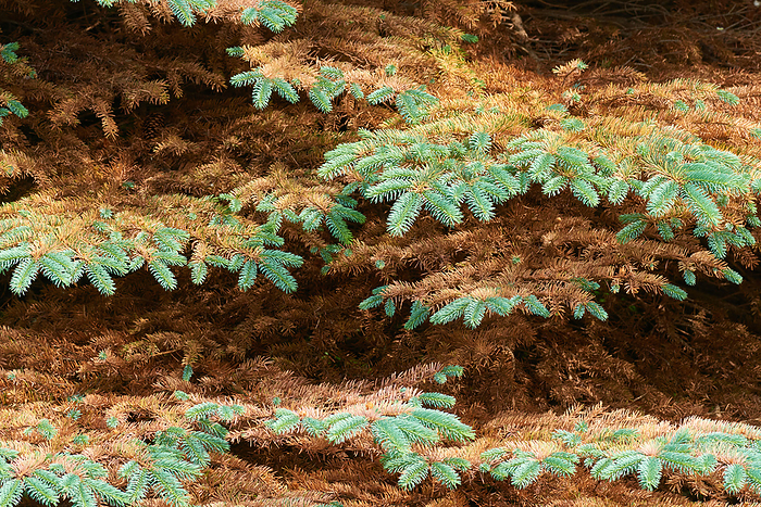 Liosomaphis abietinum on a spruce Liosomaphis abietinum on a spruce, by Zoonar Karin Jaehne
