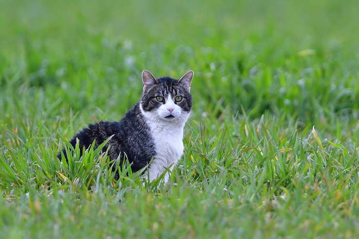 Cat on a meadow Cat on a meadow, by Zoonar Karin J hne