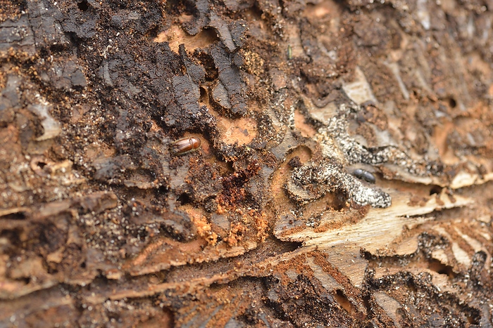 European spruce bark beetle European spruce bark beetle, by Zoonar Karin J hne