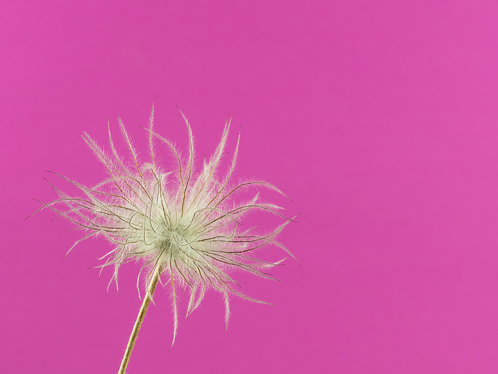 Close up of the faded flower head of one pasqueflower isolated on pink Close up of the faded flower head of one pasqueflower isolated on pink, by Zoonar Katrin May