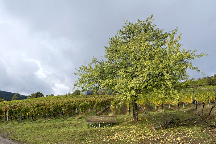 Autumn in the vineyards near Birkweiler Autumn in the vineyards near Birkweiler, by Zoonar Anna Reinert