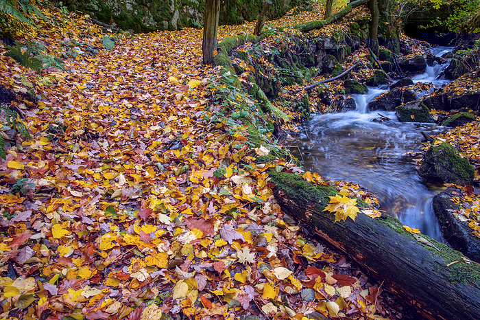 Autumn impression from the Harz mountains small hiking trail with stream Autumn impression from the Harz mountains small hiking trail with stream, by Zoonar dk fotowelt
