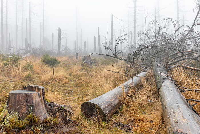 Harz National Park Dead trees in the mist Ghost forest Harz National Park Dead trees in the mist Ghost forest, by Zoonar dk fotowelt