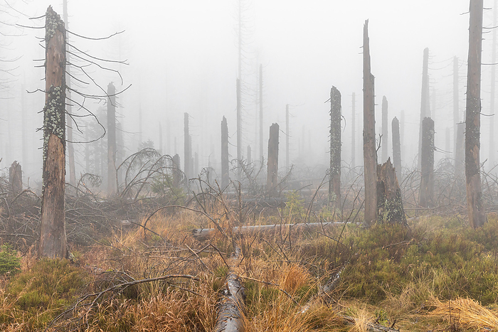 Harz National Park Dead trees in the mist Ghost forest Harz National Park Dead trees in the mist Ghost forest, by Zoonar dk fotowelt