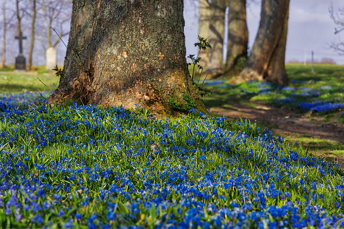 Spring sea of blue flowers Spring sea of blue flowers, by Zoonar dk fotowelt