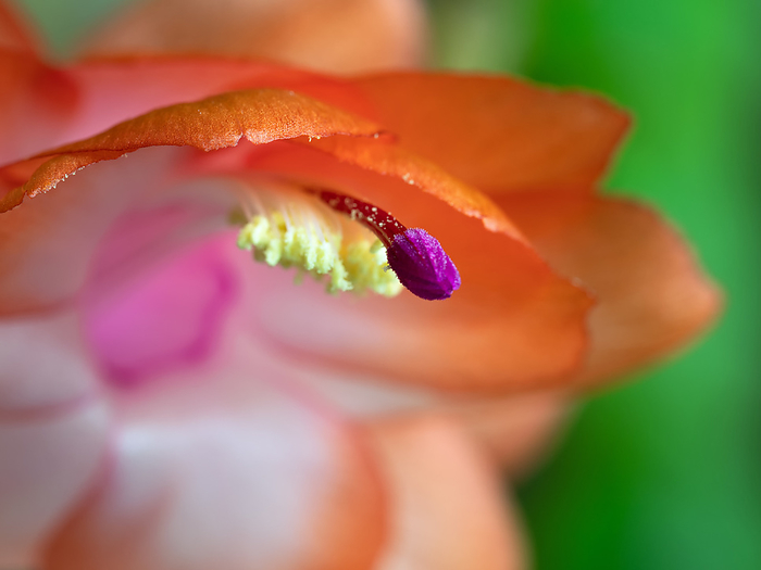 Macro photo of a flower of cactus Schlumbergera Macro photo of a flower of cactus Schlumbergera, by Zoonar Katrin May