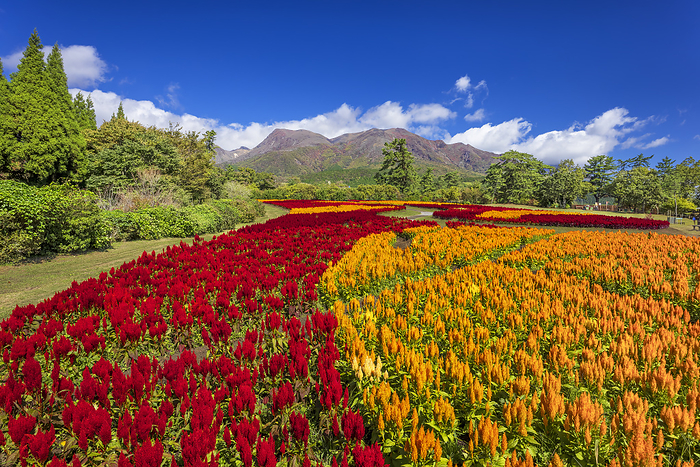 Cockscomb and Kuju Mountain Range in Kuju Flower Park, Oita Prefecture