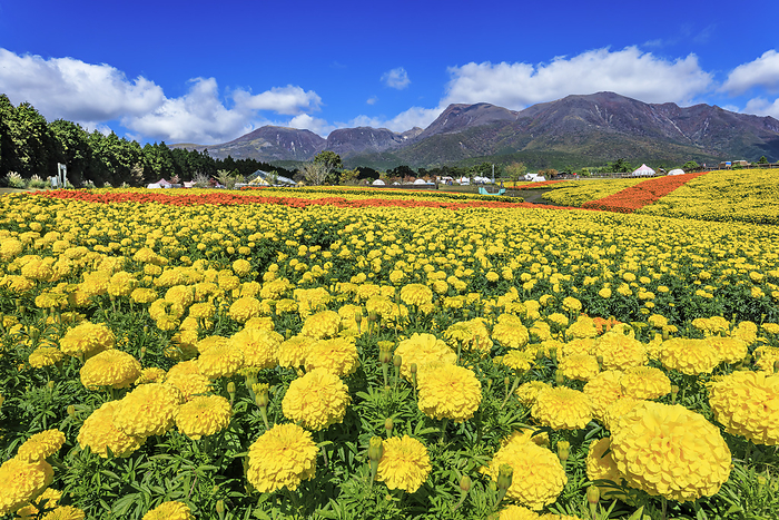 Oita Prefecture Kuju Flower Park Marigolds and Kuju Mountain Range